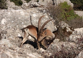 Cómo la caza ayuda en el control de poblaciones: «Tenemos que actuar para que la fauna más pequeña pueda sobrevivir»