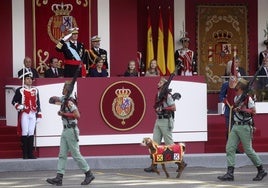 Así es Camarón, la cabra de la Legión que tiene menos de 2 años