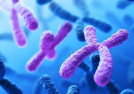 La pérdida del cromosoma Y, la causa por la que algunos cánceres son más agresivos en los hombres