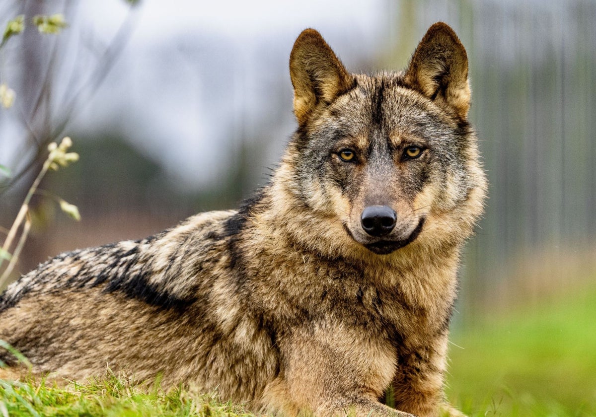 Lobo ibérico