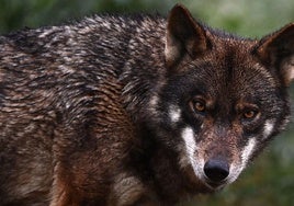 Europa rebaja la protección del lobo: podrá ser cazado cuando afecte a la ganadería