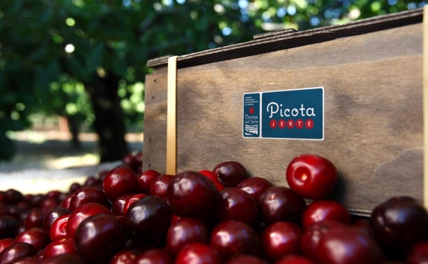 Picotas en el Valle del Jerte