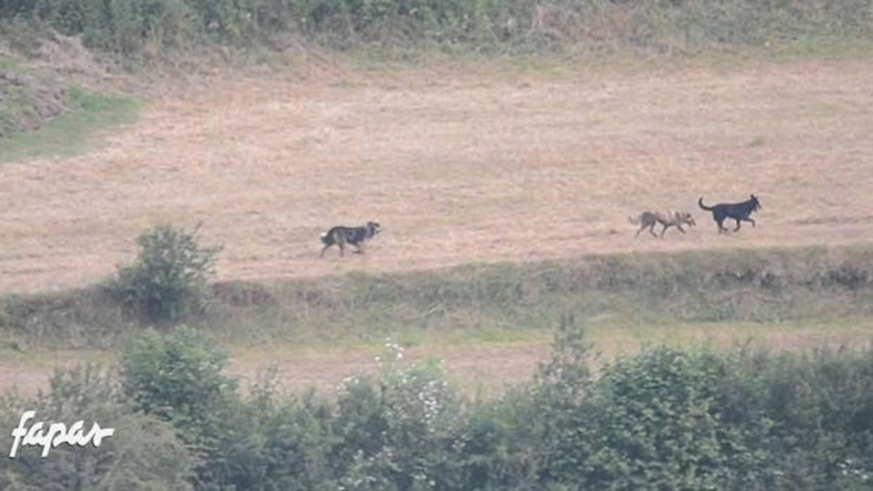 Filman las primeras imágenes de caza en grupo de perros salvajes en Asturias